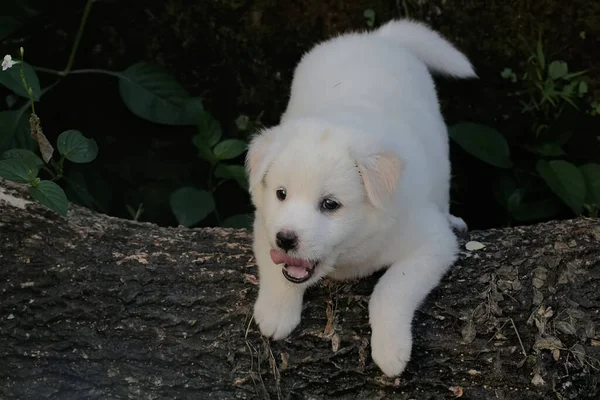 一只纯白可爱的小狗躺在枯死的树干上 常用于人类宠物的哺乳动物的学名为 Canis Lupus Familiaris — 图库照片