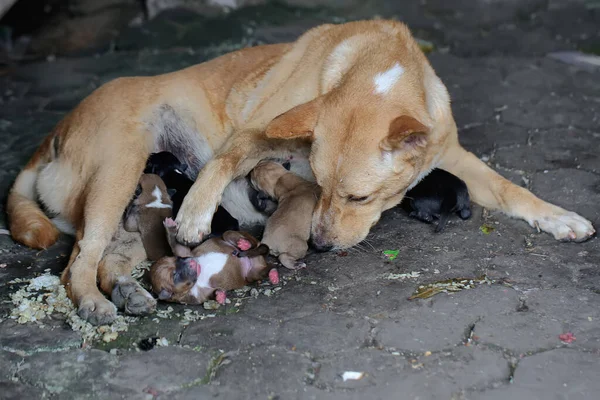 Mother Domestic Dog Nursing Her Newborn Puppies Mammal Which Commonly —  Fotos de Stock