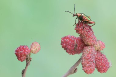 Bir kurbağa bacağı böceği, dut ağacının meyveli dalında yiyecek arıyor. Gökkuşağı renkleri gibi bu güzel renkli böceklerin bilimsel adı Sagra sp.