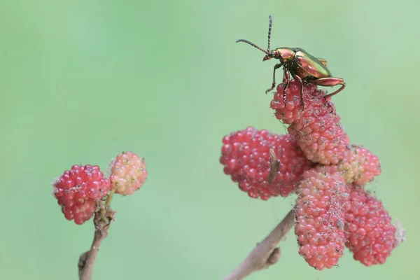 stock image A frog leg beetle is looking for food on a fruit-strewn branch of a mulberry tree. These beautiful colored insects like rainbow colors have the scientific name Sagra sp.