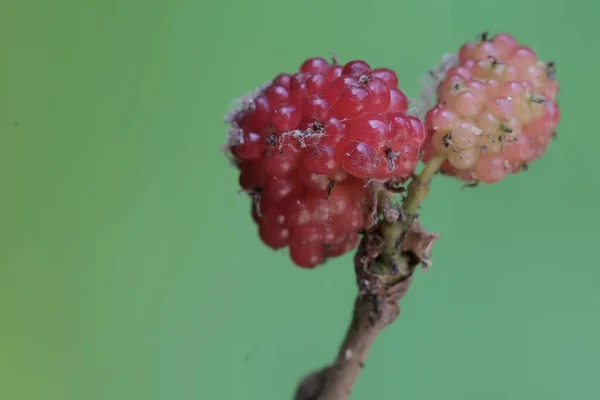 Une Branche Mûrier Couverte Fruits Cette Plante Nom Scientifique Morus — Photo