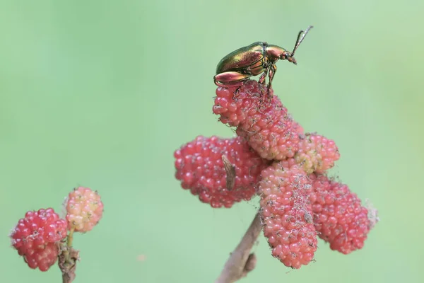 A frog leg beetle is looking for food on a fruit-strewn branch of a mulberry tree. These beautiful colored insects like rainbow colors have the scientific name Sagra sp.