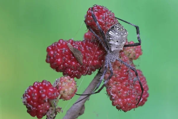 Eine Spinne Der Art Argiope Dietrichae Baut Ein Beutefangnetz — Stockfoto