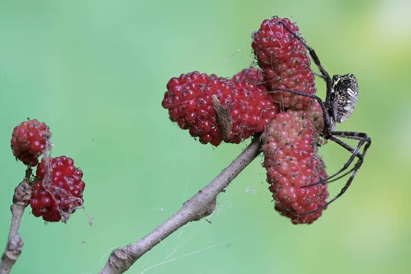 Eine Spinne Der Art Argiope Dietrichae Baut Ein Beutefangnetz — Stockfoto