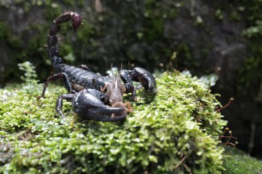 Asyalı bir orman akrebi yosun kaplı bir kayanın üzerindeki köstebek cırcırböceğini avlamaya hazırlanıyor. Bu iğneleyici hayvanın bilimsel adı Heterometrus spinifer.
