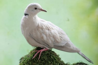 Avrasyalı bir güvercin yosun kaplı bir kayanın üzerinde yiyecek arıyor. Bu kuşun bilimsel adı Streptopelia decaocto..