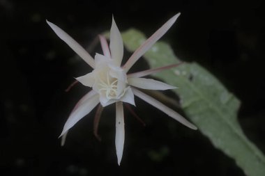 Hollandalı 'nın boru çiçeğinin zarafeti. Geceleri çiçek açtığı için gecenin kraliçesi olarak adlandırılan bu çiçeğin bilimsel adı Epiphyllum oxypetalum 'dur..