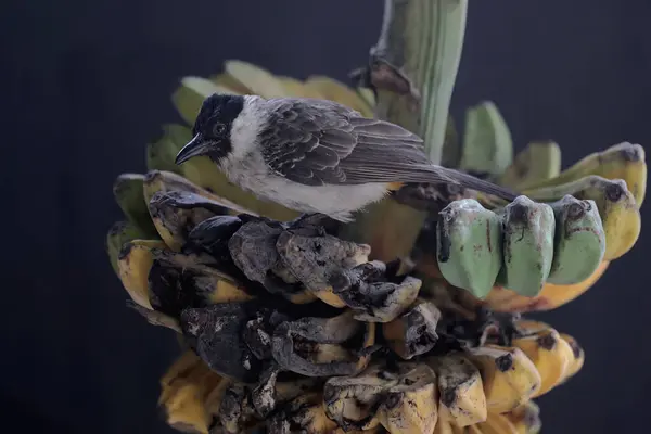 Żarówka Żółta Zjada Banana Który Spadł Ziemię Ten Ptak Naukowe — Zdjęcie stockowe