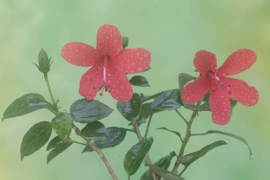 Mükemmel bir şekilde açan amber çiçeğinin güzelliği sabah çiğ taneleriyle kaplıdır. Bu bitkinin bilimsel adı Hibiscus Rosasinensis..