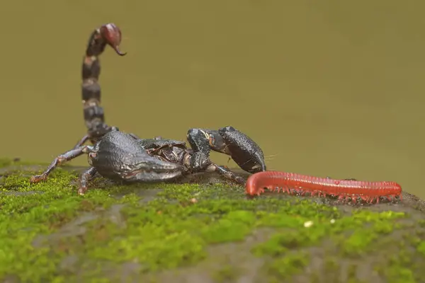 An Asian forest scorpion is ready to eat a millipede. This stinging animal has the scientific name Heterometrus spinifer.