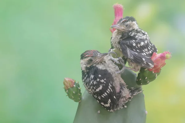 Two Young Sunda Pygmy Woodpeckers Foraging Wild Growing Cactus Tree — Stock Photo, Image