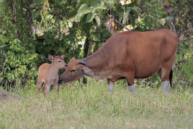 Bir anne Cava ineği yavrusunu yırtıcılardan koruyor. Bu memelinin bilimsel adı Bos javanicus..