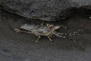 Kahverengi kaya ıstakozu sığ deniz suyunda yiyecek arıyor. Orada bir sürü alg yetişiyor. Bu yüksek ekonomik değeri olan deniz hayvanı bilimsel adı Panulirus homarus 'tur..