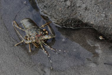 Kahverengi kaya ıstakozu sığ deniz suyunda yiyecek arıyor. Orada bir sürü alg yetişiyor. Bu yüksek ekonomik değeri olan deniz hayvanı bilimsel adı Panulirus homarus 'tur..