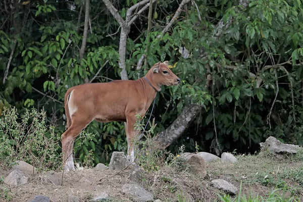 A young Javanese cow is looking for food in the meadow. This mammal has the scientific name Bos javanicus.