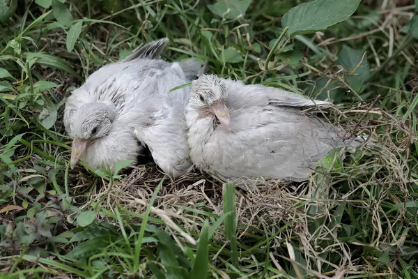 Two Baby Eurasian Collared Doves Waiting Parents Bring Food Nest — Stock Photo, Image