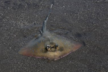 Mavi benekli vatoz sığ okyanus sularında avını arıyor. Bu güzel desenli balığın bilimsel adı Neotrygon kuhlii..