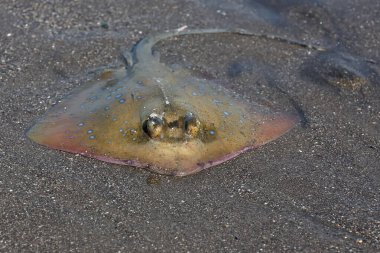Mavi benekli vatoz sığ okyanus sularında avını arıyor. Bu güzel desenli balığın bilimsel adı Neotrygon kuhlii..