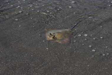 Mavi benekli vatoz sığ okyanus sularında avını arıyor. Bu güzel desenli balığın bilimsel adı Neotrygon kuhlii..