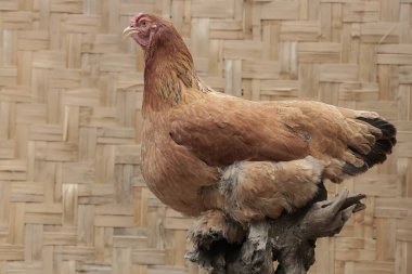 Yetişkin bir dişi Brahma tavuğu çürük bir ağaç gövdesine tünemiş. Bu büyük ve ağır tavuğun bilimsel adı Gallus gallus domesticus..