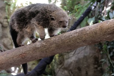 Bir binturong (Arctictis binturong) tehditkar bir ifade gösterir.