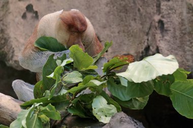 Bir hortum maymunu en sevdiği yiyecek olan taze yaprakları yiyor. Bu uzun ömürlü ve büyük primatın bilimsel adı Nasalis larvatus 'tur..