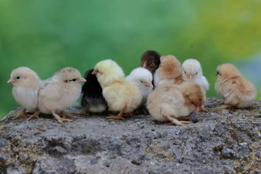 Yumurtadan yeni çıkmış birkaç yavru yosun kaplı bir kayanın üzerinde mısır taneleri yiyor. Bu hayvanın bilimsel adı Gallus gallus domesticus..