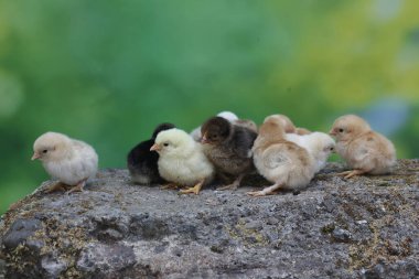 Yumurtadan yeni çıkmış birkaç yavru yosun kaplı bir kayanın üzerinde mısır taneleri yiyor. Bu hayvanın bilimsel adı Gallus gallus domesticus..