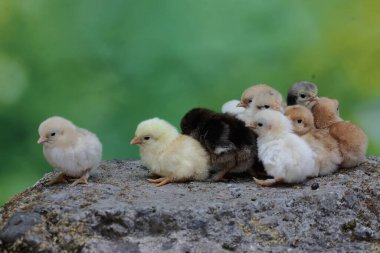 Yumurtadan yeni çıkmış birkaç yavru yosun kaplı bir kayanın üzerinde mısır taneleri yiyor. Bu hayvanın bilimsel adı Gallus gallus domesticus..