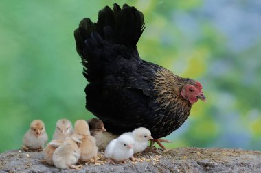 Yetişkin bir tavuk, yavrularıyla birlikte yosun kaplı bir kayanın üzerinde mısır tohumu yiyor. Bu hayvanın bilimsel adı Gallus gallus domesticus..