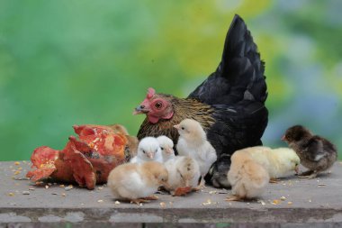 Bir tavuk ve bir horoz yosunla kaplı bir kayanın üzerinde birkaç civciv arıyor. Eti için yetiştirilen hayvanların bilimsel adı Gallus gallus domesticus 'tur..