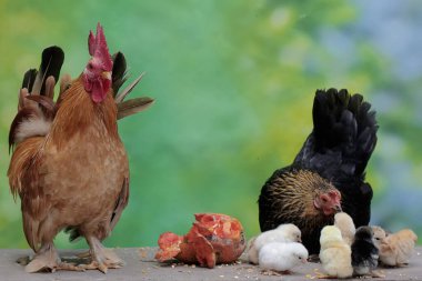 Bir tavuk ve bir horoz yosunla kaplı bir kayanın üzerinde birkaç civciv arıyor. Eti için yetiştirilen hayvanların bilimsel adı Gallus gallus domesticus 'tur..