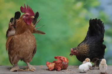 Bir tavuk ve bir horoz yosunla kaplı bir kayanın üzerinde birkaç civciv arıyor. Eti için yetiştirilen hayvanların bilimsel adı Gallus gallus domesticus 'tur..