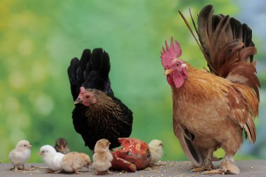 Bir tavuk ve bir horoz yosunla kaplı bir kayanın üzerinde birkaç civciv arıyor. Eti için yetiştirilen hayvanların bilimsel adı Gallus gallus domesticus 'tur..