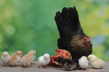 Yetişkin bir tavuk, yavrularıyla birlikte yosun kaplı bir kayanın üzerinde papaya meyvesi yiyor. Bu hayvanın bilimsel adı Gallus gallus domesticus..