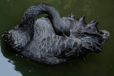 Siyah bir kuğu yeşil havuz suyunda tüylerini temizliyor. Bu kuşun bilimsel adı Cygnus atratus.