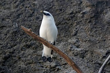 Kuru bir ağaç dalına tünemiş bir Bali Myna. Bu saf beyaz tüylü güzel kuşun bilimsel adı Leucopsar Rothschildi..