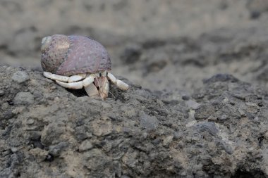 Bir münzevi yengeç deniz suyu çekildiğinde kayalıklarda yiyecek arıyor. Sahilde doğal yaşam alanı olan bu hayvanın bilimsel adı Coenobita rugosus 'tur..