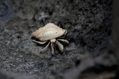 Bir münzevi yengeç deniz suyu çekildiğinde kayalıklarda yiyecek arıyor. Sahilde doğal yaşam alanı olan bu hayvanın bilimsel adı Coenobita rugosus 'tur..