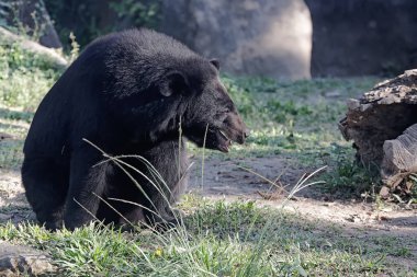Bir Himalaya kara ayısı çayırda dinleniyor. Bu büyük ve güçlü memelinin bilimsel adı Ursus thibetanus laniger..