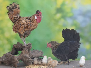 Bir tavuk ve bir horoz yosunla kaplı bir kayanın üzerinde birkaç civciv arıyor. Eti için yetiştirilen hayvanların bilimsel adı Gallus gallus domesticus 'tur..