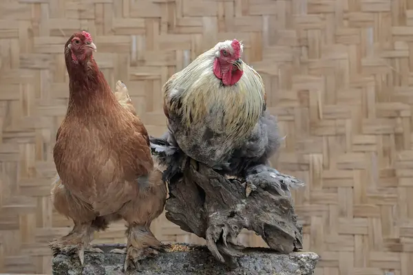 Dvojice Brahmových Kuřat Odpočívá Skále Pokryté Mechem Toto Kuře Velkým — Stock fotografie
