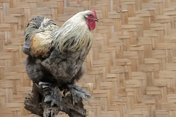 Ein Erwachsenes Männliches Brahma Huhn Hockt Auf Einem Morschen Baumstamm — Stockfoto