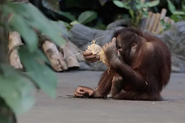 A young Bornean orangutan is peeling the skin of a coconut with its strong teeth. This large mammal has the scientific name Pongo pygmaeus.
