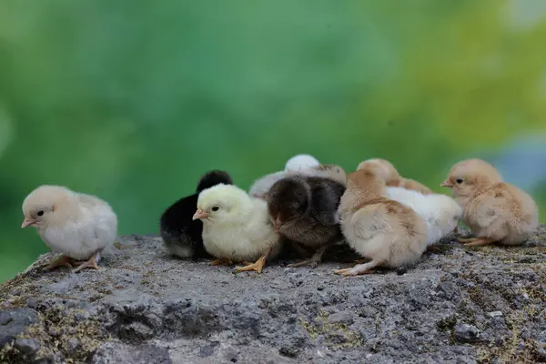 一些新孵出的小鸡正在吃覆盖着苔藓的岩石上的玉米粒 这种动物的学名是 — 图库照片