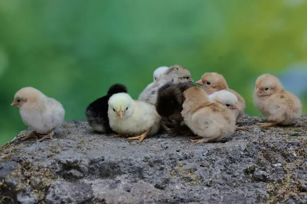 一些新孵出的小鸡正在吃覆盖着苔藓的岩石上的玉米粒 这种动物的学名是 — 图库照片