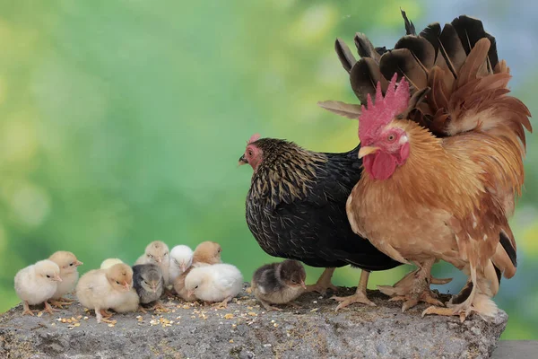 A hen and a rooster are foraging with a number of chicks on a rock covered with moss. Animals that are cultivated for their meat have the scientific name Gallus gallus domesticus.