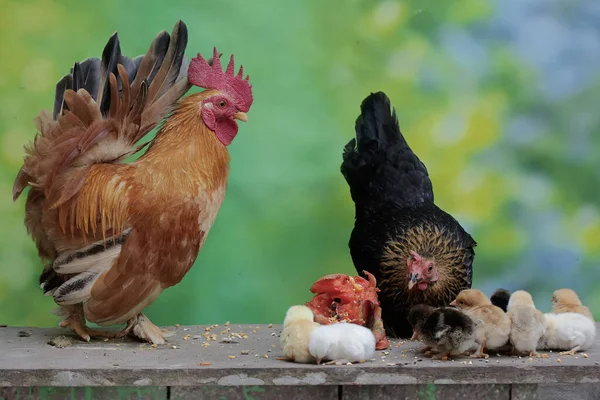 A hen and a rooster are foraging with a number of chicks on a rock covered with moss. Animals that are cultivated for their meat have the scientific name Gallus gallus domesticus.