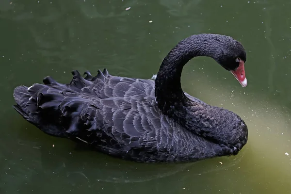 一只黑天鹅正在绿色的池水里清理它的羽毛 这只鸟的学名是Cygnus Atratus — 图库照片