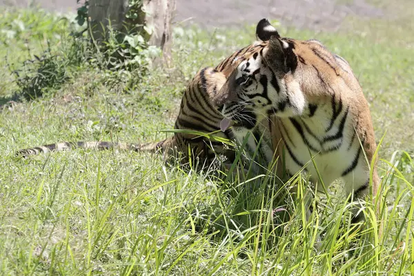 Tigre Bengala Está Acechando Presas Los Pastizales Este Gran Gato — Foto de Stock